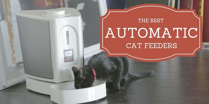best automatic cat feeder reviews 2017 comparison