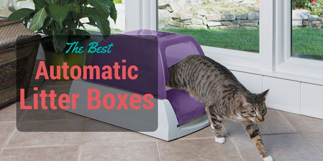 best automatic & self cleaning litter box reviews 2017