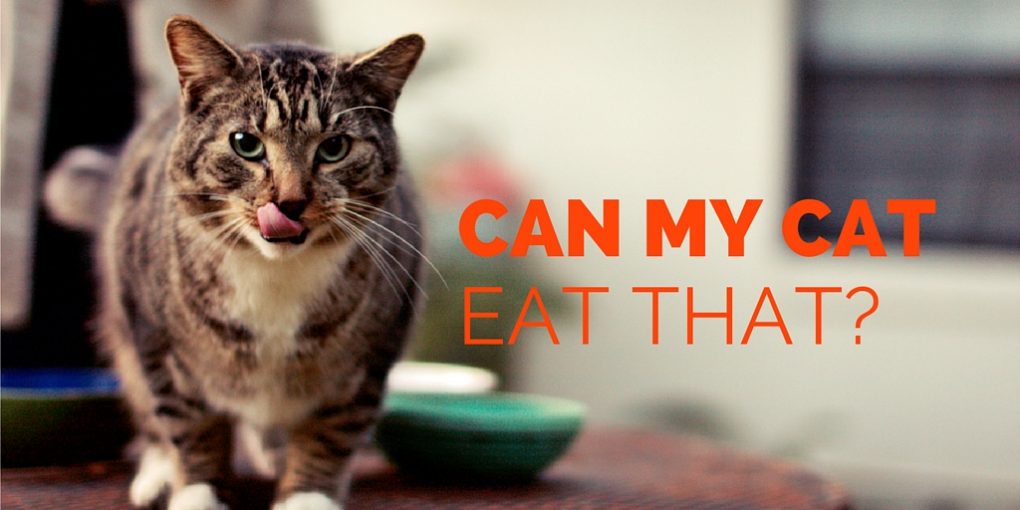 Can My Cat Eat That? A list of human foods cats can and cannot eat