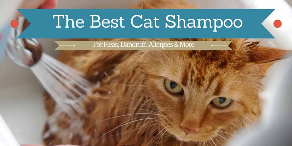 best cat shampoos for fleas dandruff allergies and more