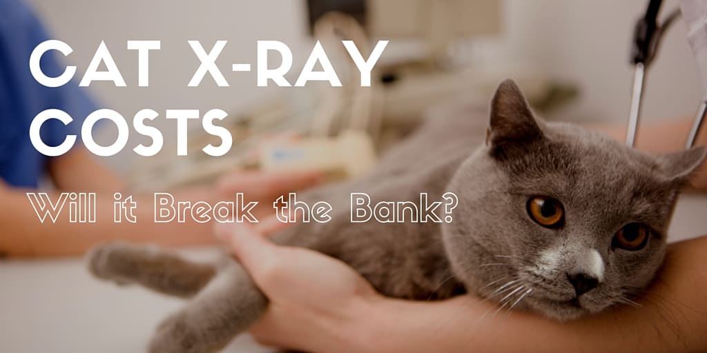 cat x-ray costs - how much on average are they?