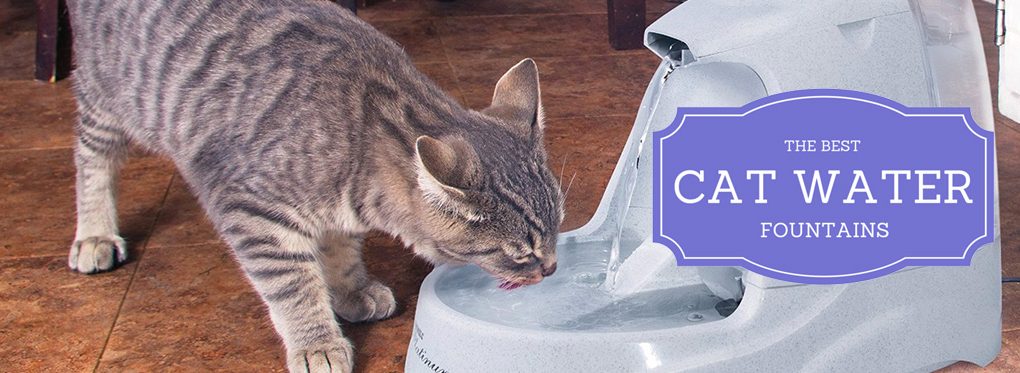 best cat water fountain reviews header image