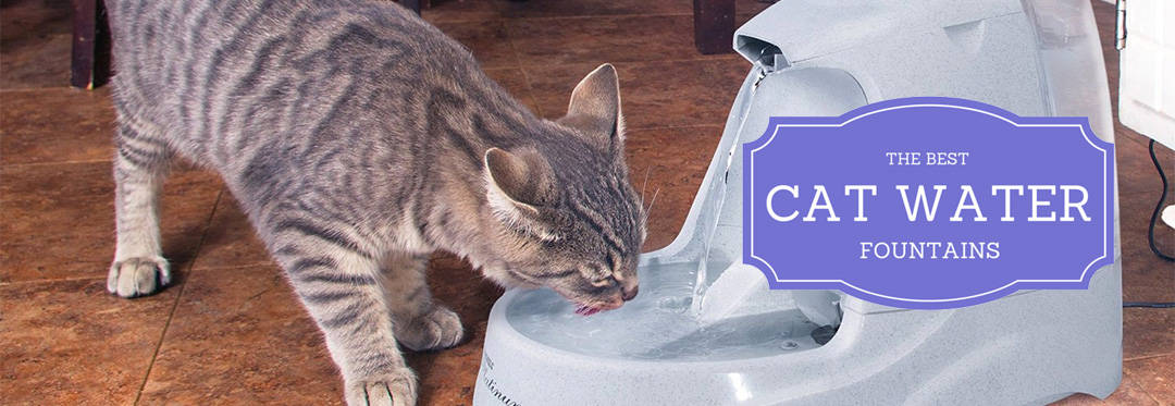 Best Cat Water Fountain August 2022 