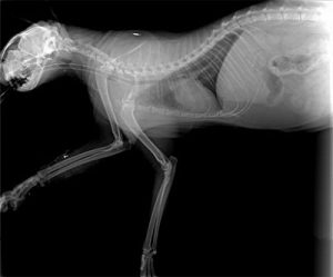 cat xrays cost