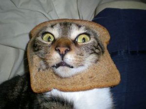 Can kittens eat outlet toast