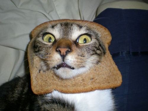 toast jelly cat