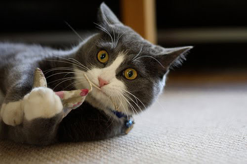 cat playing with interactive mouse toy