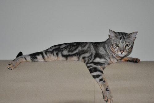 bengal cat