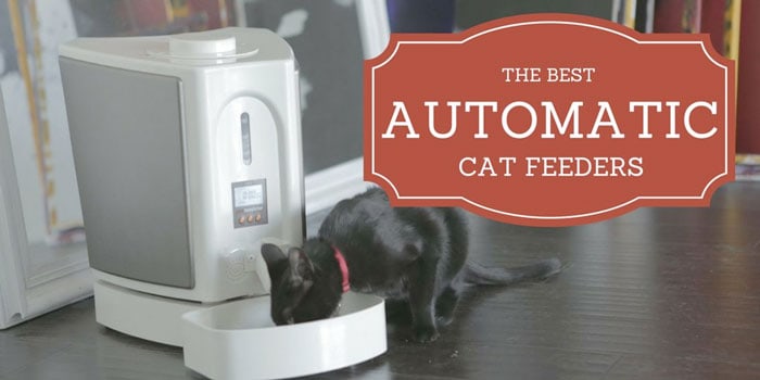 automatic feeder for multiple cats