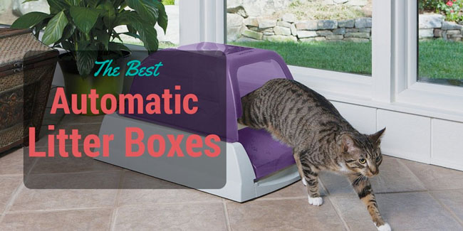 best automatic litter box multiple cats