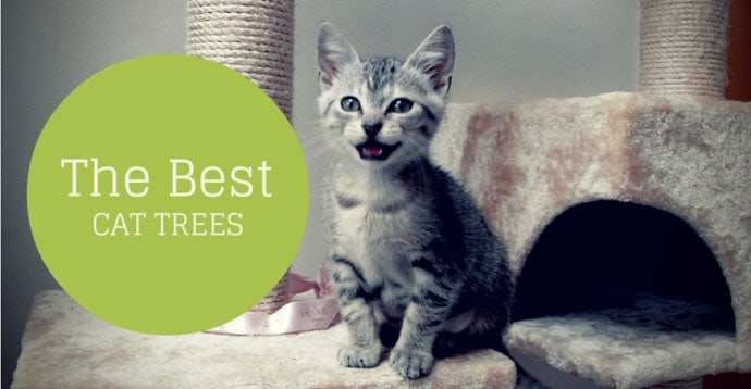 best cat tree reviews of 2017 comparison table