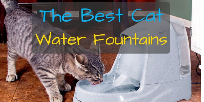 Best cat fountain outlet 2019