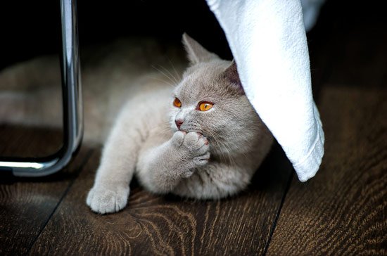 british shorthair