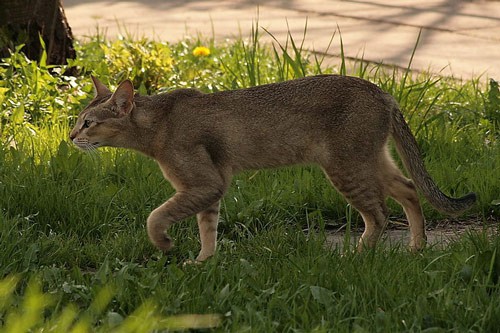 10 Largest Domestic Cat Breeds (SOME ARE HUGE!)