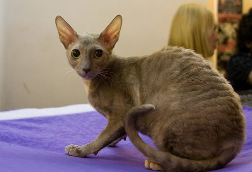 cornish rex