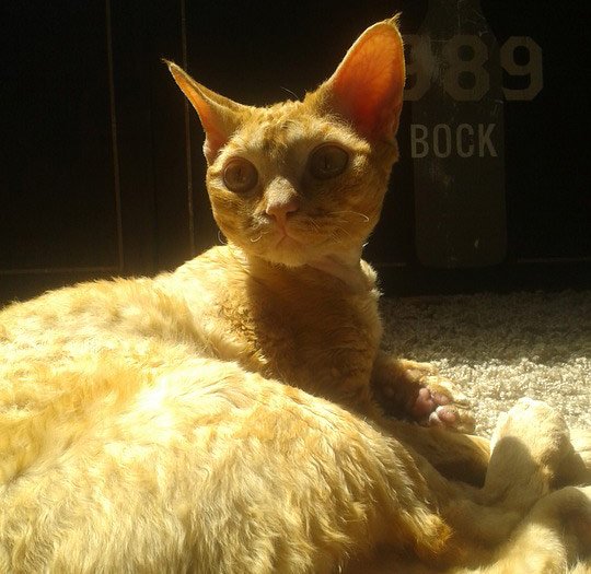 devon rex cat