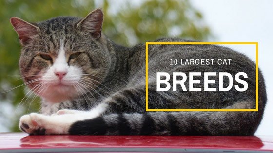 10 large domestic house cat breeds