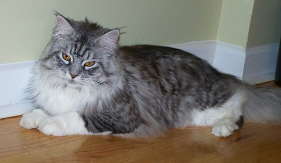 maine-coon