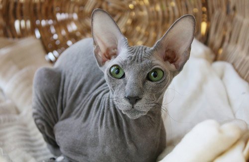 peterbald