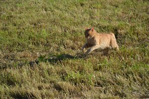 felines running