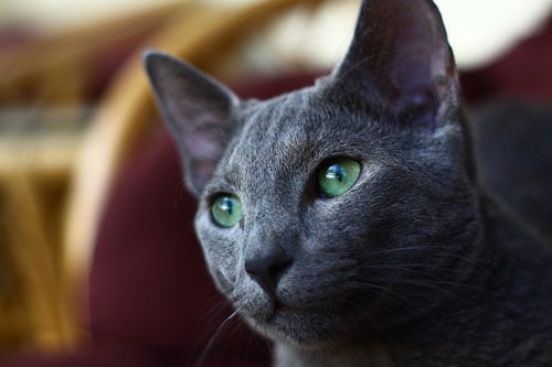 russian blue