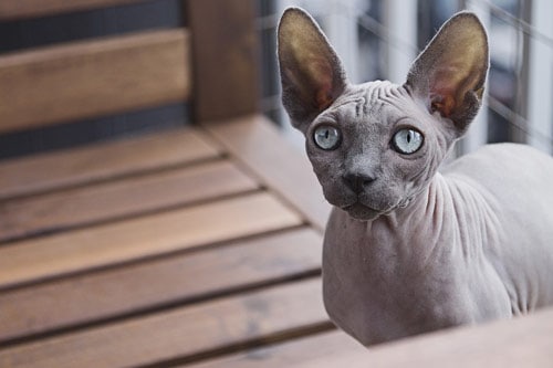 cat with no hair