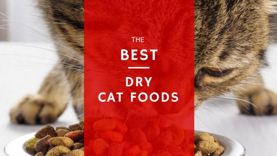 best dry cat food 2019