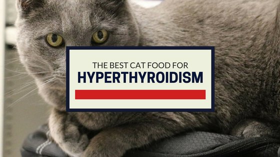 The Best Cat Food for Hyperthyroidism (Our Top Picks)