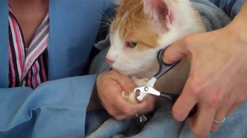 trimming a cat's nails - how to