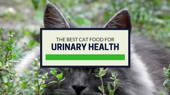 best cat food for urinary health