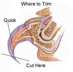 how to trim