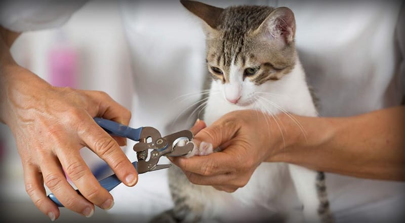 automatic cat nail trimmer