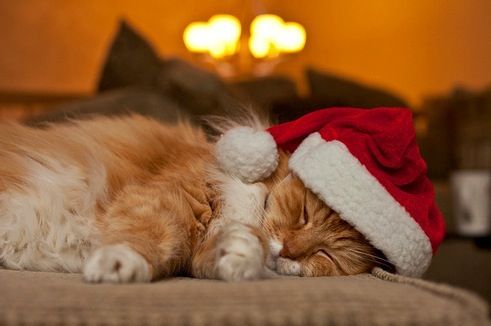 cute cat with hat sleeps soundly