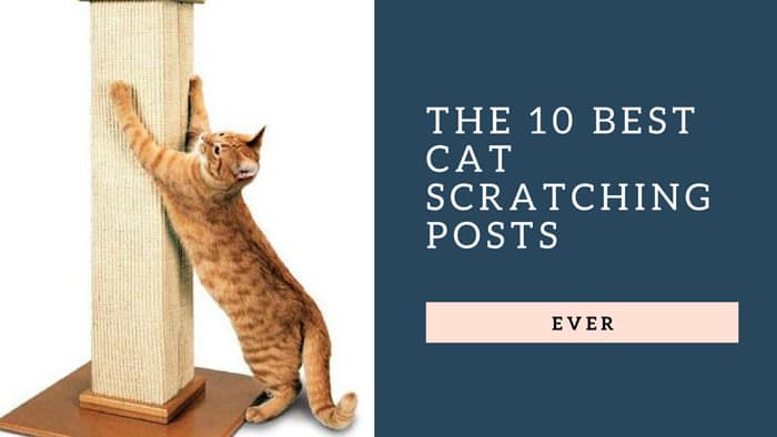 scratching posts for cats