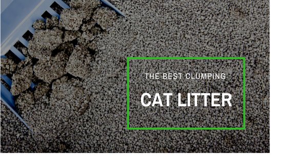 best clumping cat litter reviews