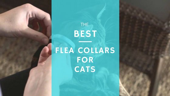 best flea collars for cats