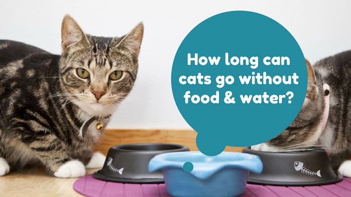 View How Long Can A Cat Go Without Water Photography – See more ideas ...