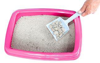 clumping litter