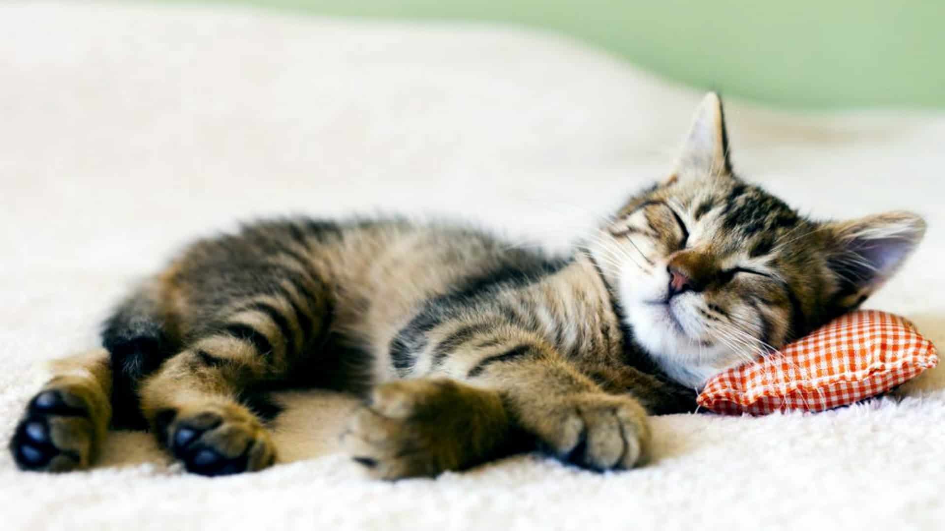 Why Do Cats Sleep So Much? (15 hours!) Cats Are On Top