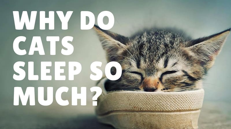 why cats sleep so much