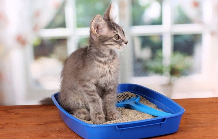 kitten in box