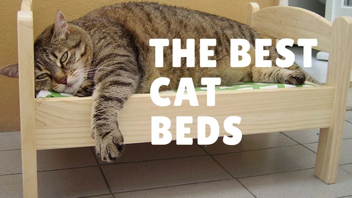best cat beds for large cats