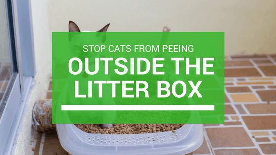 box litter peeing cats outside cat stop