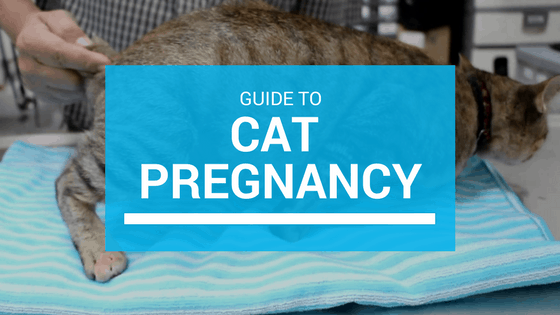 pregnancy in cats facts