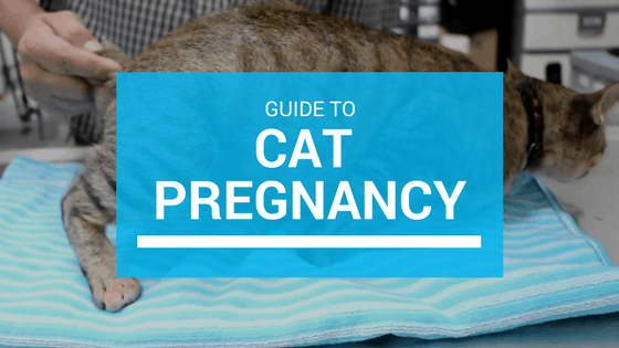 facts about pregnant cats