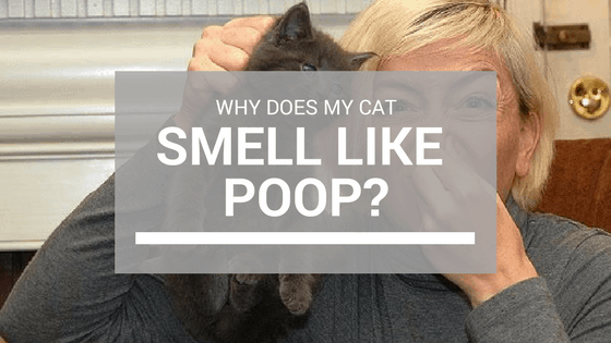cat stinks like poo