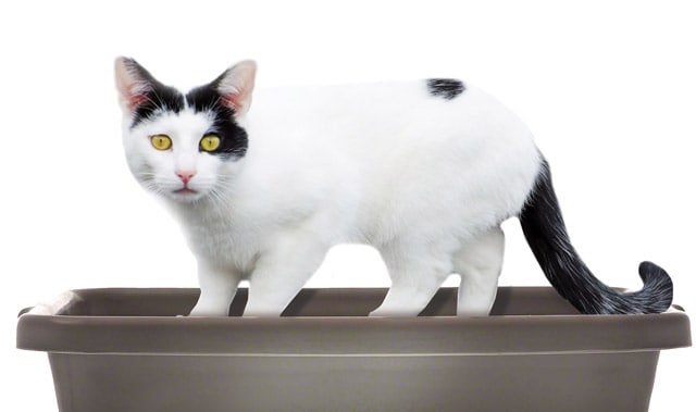 cat stands in litter box and pees out