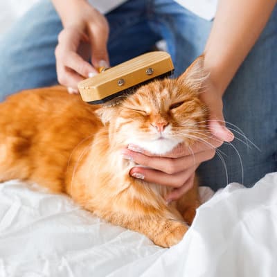 combing your cat