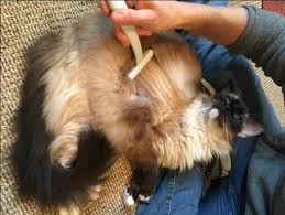 combing fur
