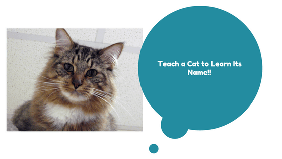 teach a cat its name - how to do it